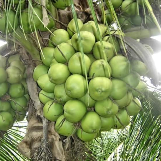 Columbus Coconut Live Plant (Cocos nucifera )
