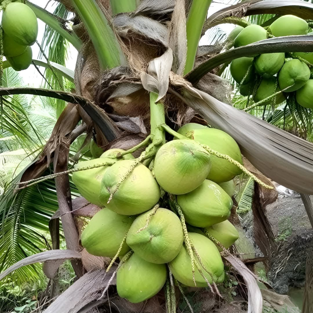 Columbus Coconut Live Plant (Cocos nucifera )
