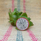 Connie Mayer Dragon Fruit Cuttings