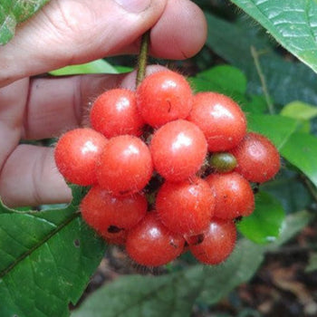 Cordia nodosa Fruit Plant
