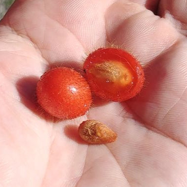Cordia nodosa Fruit Plant