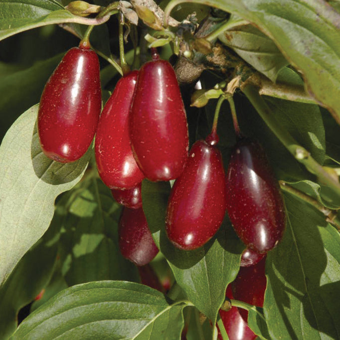 Cornelian Cherries Live Plant (Cornus mas)