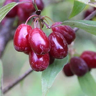 Cornelian Cherries Live Plant (Cornus mas)