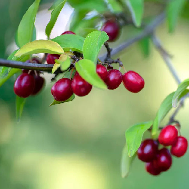 Cornelian Cherries Live Plant (Cornus mas)