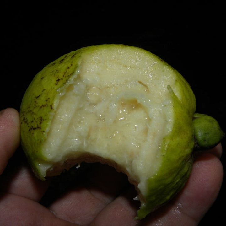 Costa Rican Cas Guava (Psidium friedrichsthalianum) Live Plant