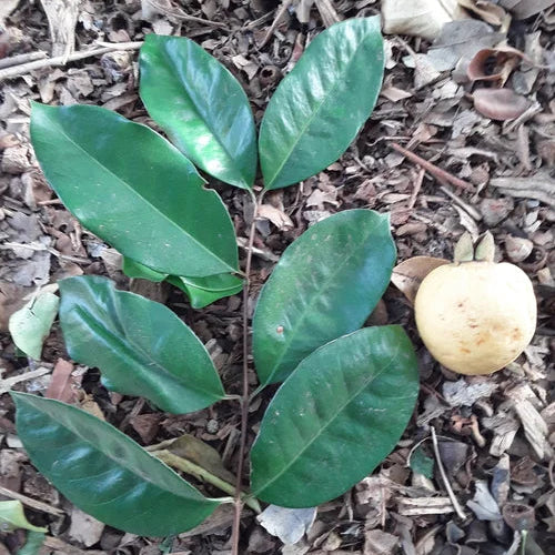 Costa Rican Cas Guava (Psidium friedrichsthalianum) Live Plant