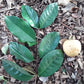 Costa Rican Cas Guava (Psidium friedrichsthalianum) Live Plant