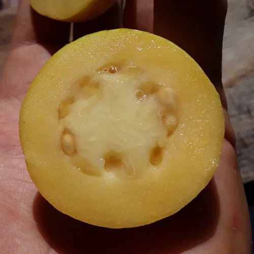 Costa Rican Cas Guava (Psidium friedrichsthalianum) Live Plant