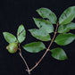 Costa Rican Cas Guava (Psidium friedrichsthalianum) Live Plant