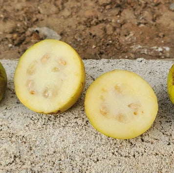 Costa Rican Cas Guava (Psidium friedrichsthalianum) Live Plant