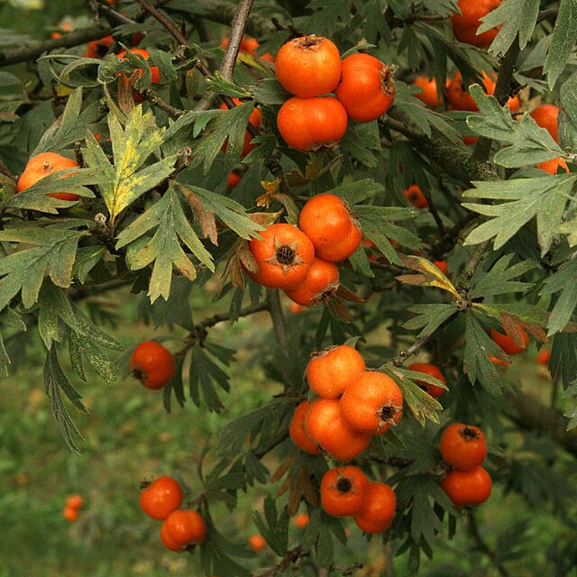 Tansy-leaved thorn Live Plant (Crataegus tanacetifolia)
