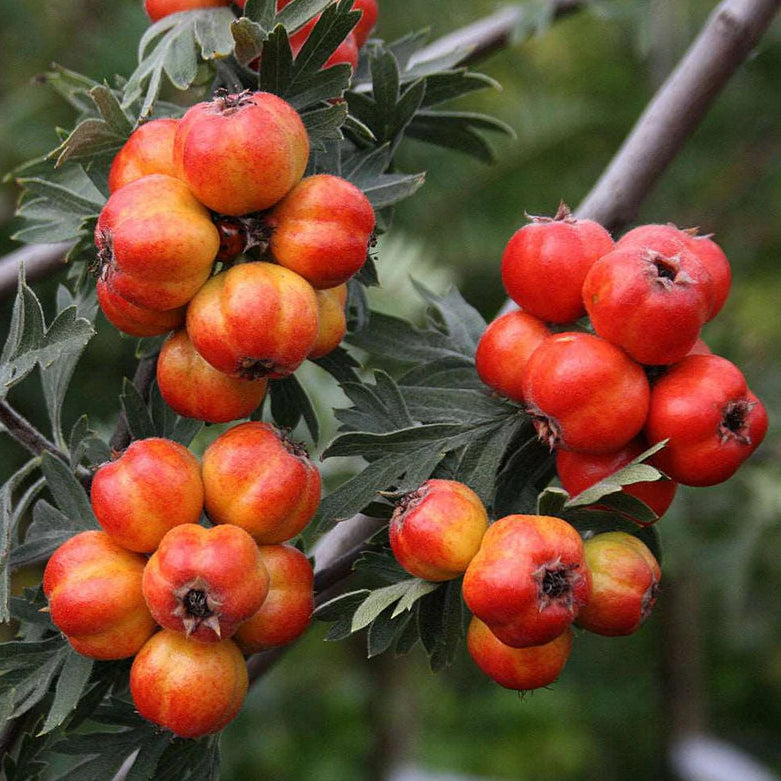 Tansy-leaved thorn Live Plant (Crataegus tanacetifolia)