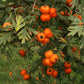 Tansy-leaved thorn Live Plant (Crataegus tanacetifolia)