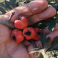 Tansy-leaved thorn Live Plant (Crataegus tanacetifolia)