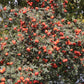 Tansy-leaved thorn Live Plant (Crataegus tanacetifolia)
