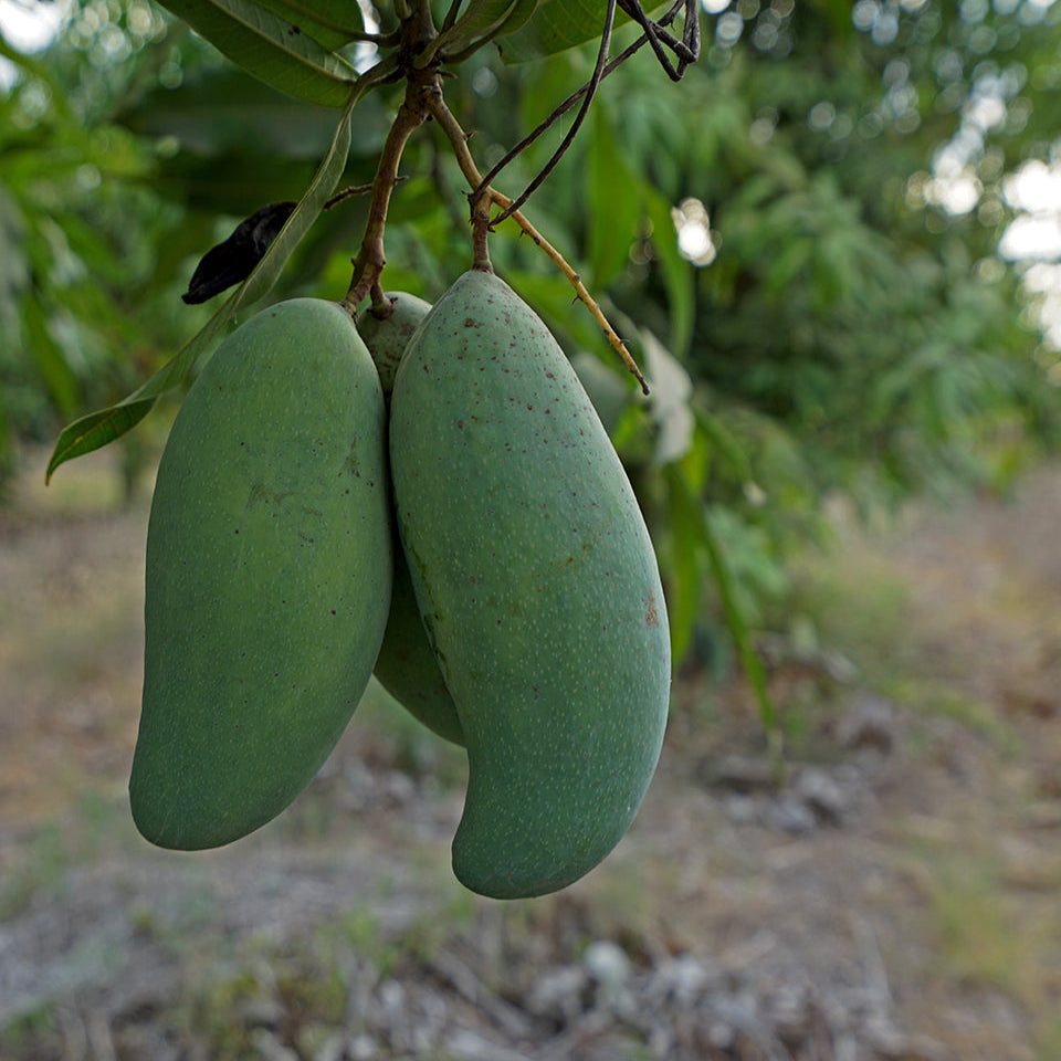 All Season Mango Live Plants