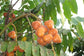 Kelensua Fruit Live Plant (Lepisanthes amoena)