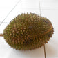 Petruk Durian Live Plant ( Durio zibethinus)