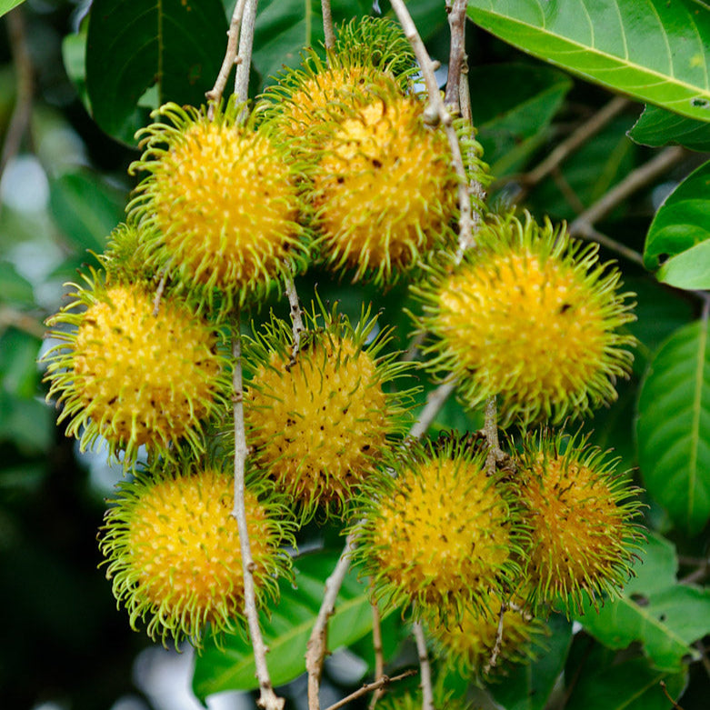 E35 Rambutan Live Plants (yellow )