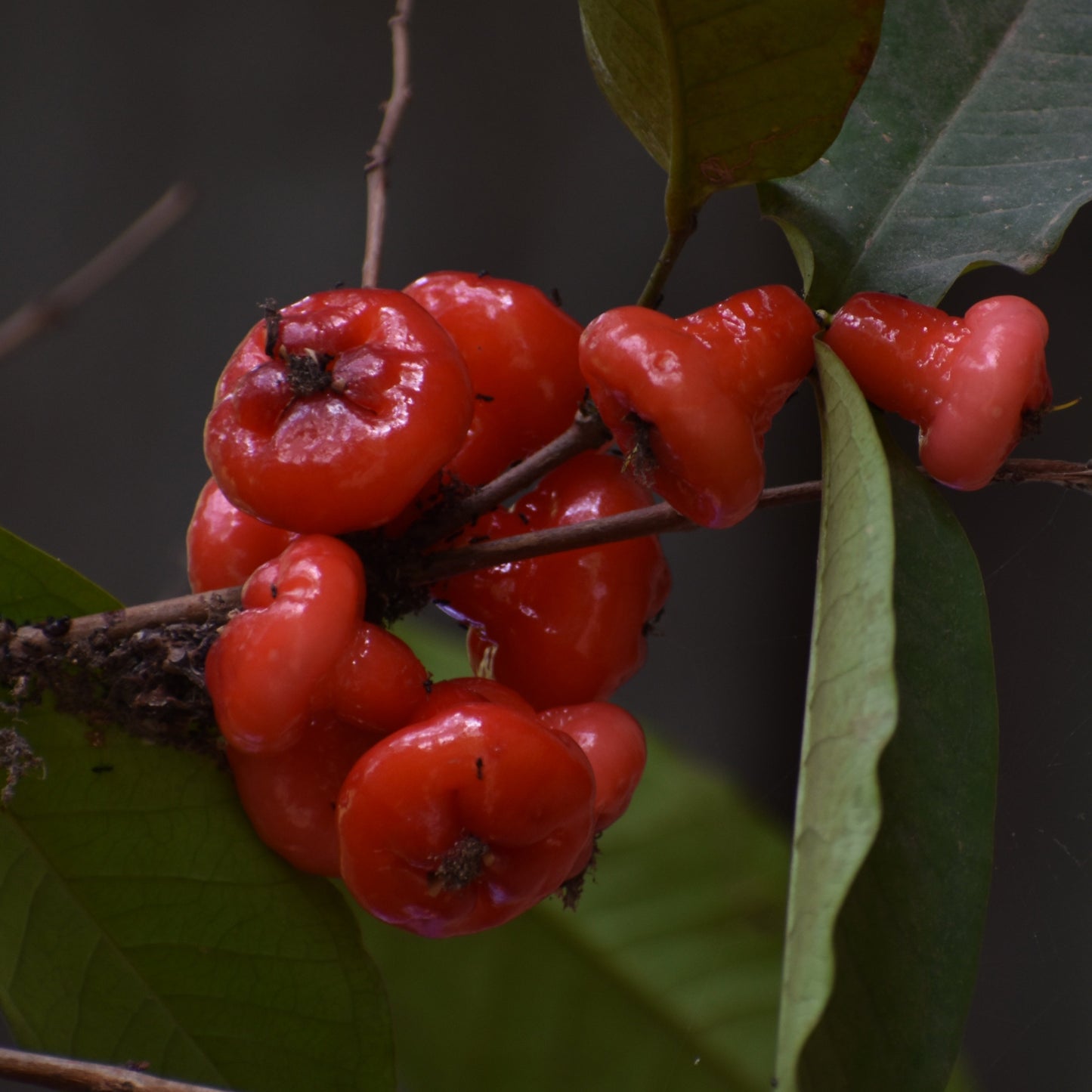 Sweet Bell Wax Apple Live Plant (Syzygium aqueum)