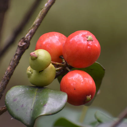 CEDAR BAY CHERRY (EUGENIA REINWARDTIANA): A SWEET-TANGY TREASURE FOR YOUR TROPICAL GARDEN