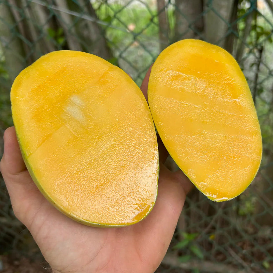 Duncan Mango Live Plant (Mangifera indica)