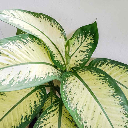 delilah indoor plant Dieffenbachia 'Delilah' Live Plant – veliyathgardens