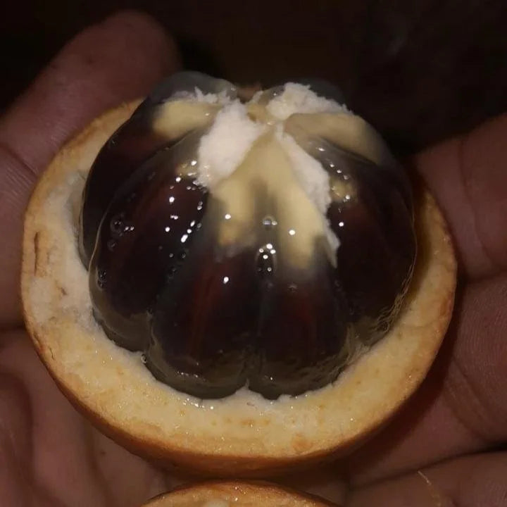 Diospyrus sp Colombia Live Plants