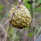 Araticum Fruit Plant (Duguetia furfuracea)