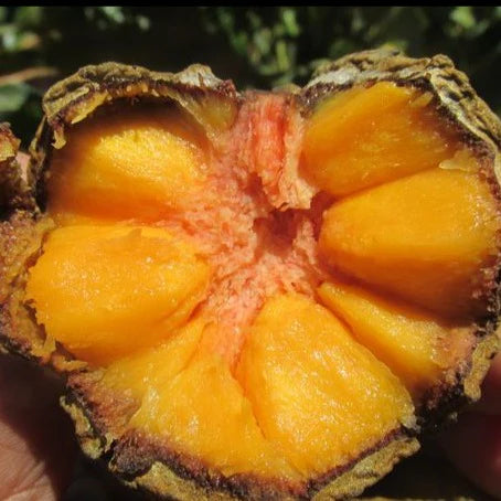 Araticum Fruit Plant (Duguetia furfuracea)