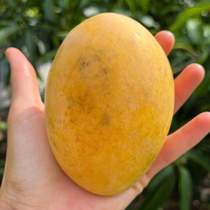 Duncan Mango Live Plant (Mangifera indica)