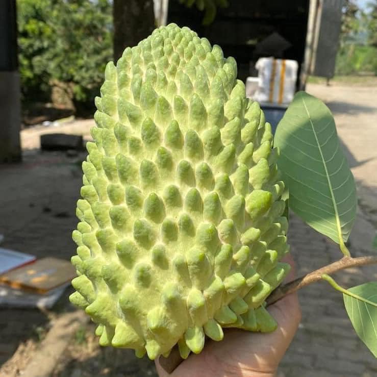 Durian Sugar Apple LIve Plant (Annona sp)