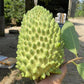 Durian Sugar Apple LIve Plant (Annona sp)