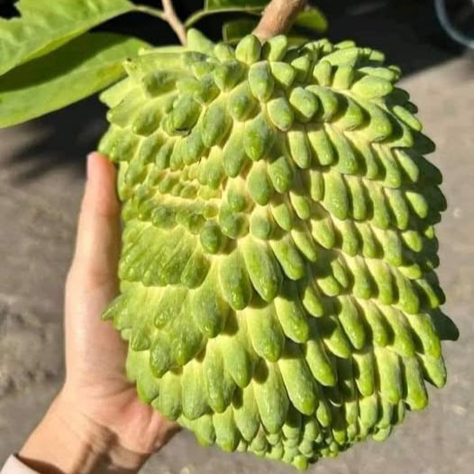Durian Sugar Apple LIve Plant (Annona sp)