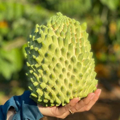 Durian Sugar Apple LIve Plant (Annona sp)