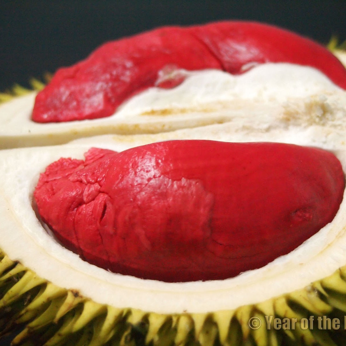 Durian Merah Fruit Plant (Durio graveolens)