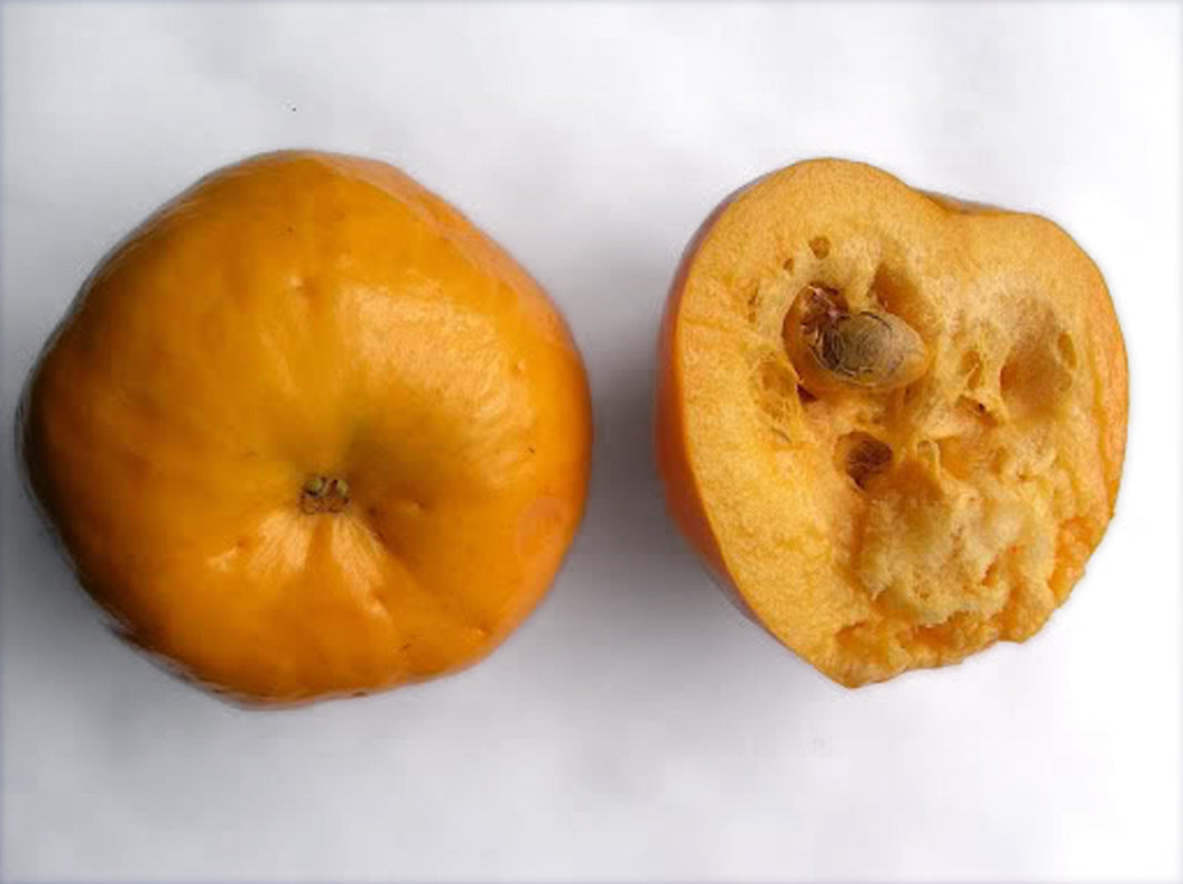 eugenia plant seeds Sundrop Fruit Plant (Eugenia Victoriana) – veliyathgardens