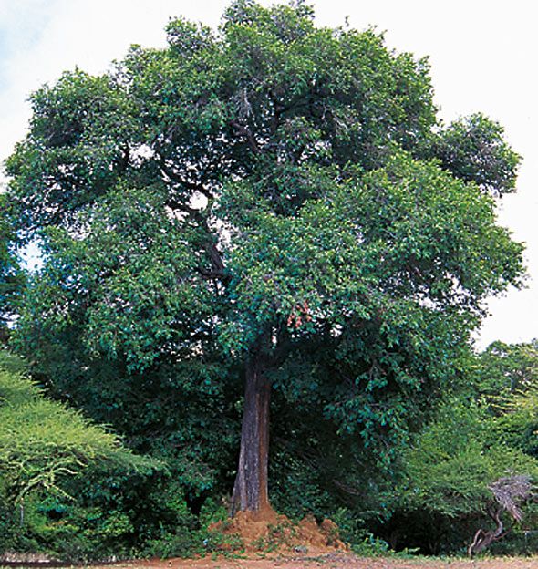 Ebony Tree LIve Plant (Diospyros ebenum)