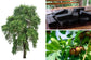 Ebony Tree LIve Plant (Diospyros ebenum)