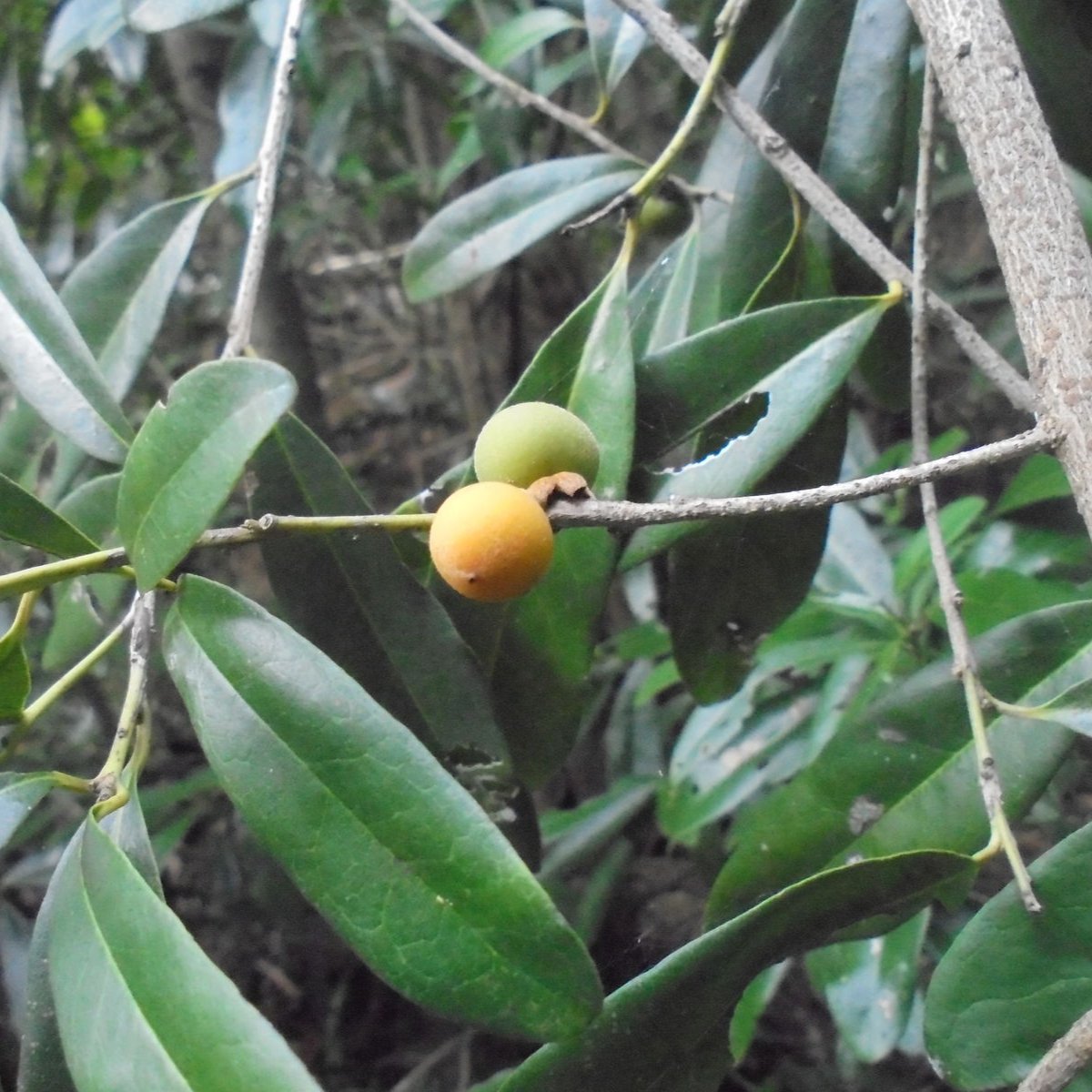 Ebony Tree LIve Plant (Diospyros ebenum)