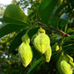 Ebony Tree LIve Plant (Diospyros ebenum)