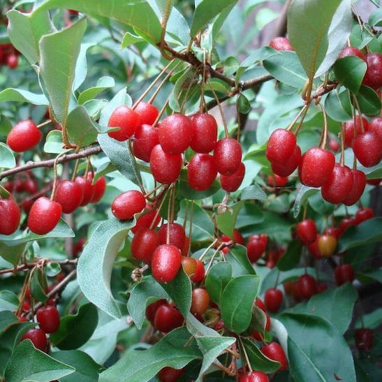 Goumi Berry Live Plant (Elaeagnus multiflora)