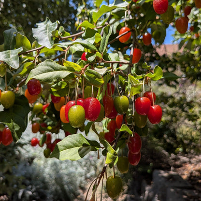 Goumi Berry Live Plant (Elaeagnus multiflora)