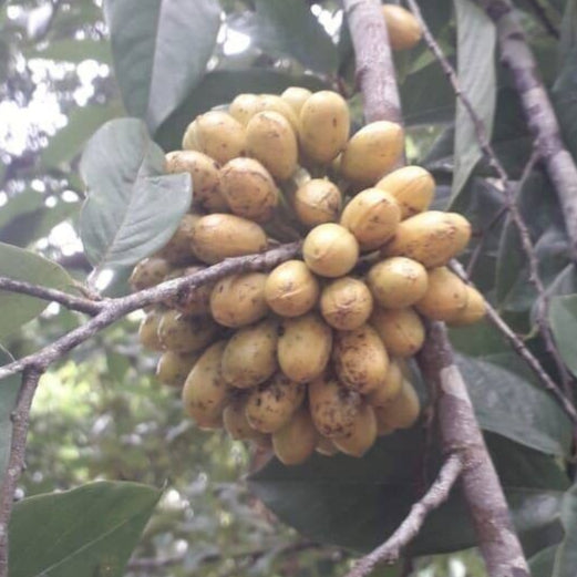 Ephadranthus amazonicus Live Plant
