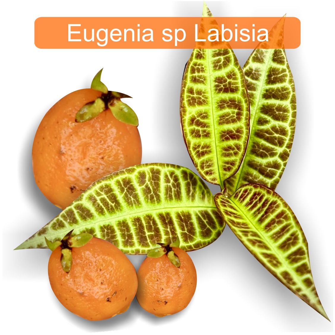 Eugenia sp Labisia Live Plant