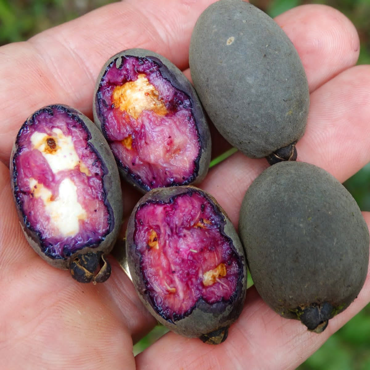 Cuxita Cherry Live Plant (Eugenia mosenii)