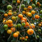 Eugenia Tenuipedunculata “Laranja” Live Plants