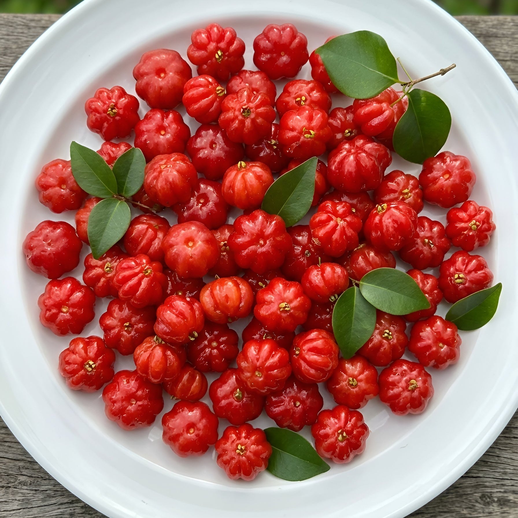Eugenia Uniflora var "Grande" Live Plants