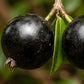 Eugenia Neomyrtifolia Live Plants