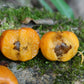 Eugenia Tenuipedunculata “Laranja” Live Plants